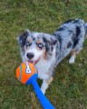 Chuckit wyrzutnia Sport Ball 12M.jpg