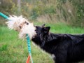 Rockanddog-szarpak-z-owcy.jpg