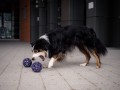 JW-PET-hol-ee-roller-M-pilka-azurka-dla-psa.jpg