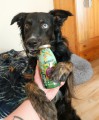 Smoothiedog-wege.jpg