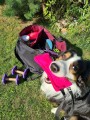 BD_HAPPY_DOG_GRYZAK_SZARPAK_DLA_PSA.jpg