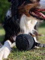 bd_happy_dog_pilka_czarna.jpg