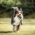 bd_happy_dog_pilka_niebieska.jpg