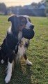 bd_happy_dog_pilka_z_materialu_ringowego.jpg