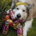 SmoothieDog-Obstkorb-owocowe-smoothie-dla-psa.jpg